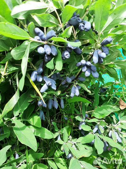 Саженцы сладкой жимолости