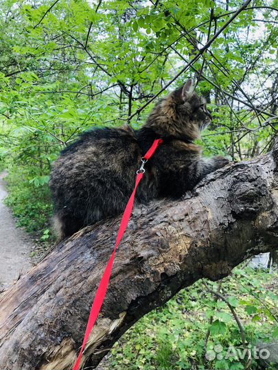 Вязка кошечка
