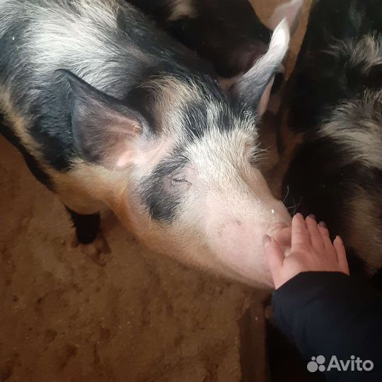 Топлёный нутряной жир