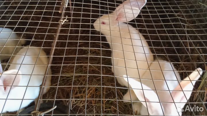 Кролики мясных пород белый великан 4 месяца