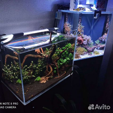 Запуск аквариумов