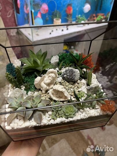 Флорариум подарок