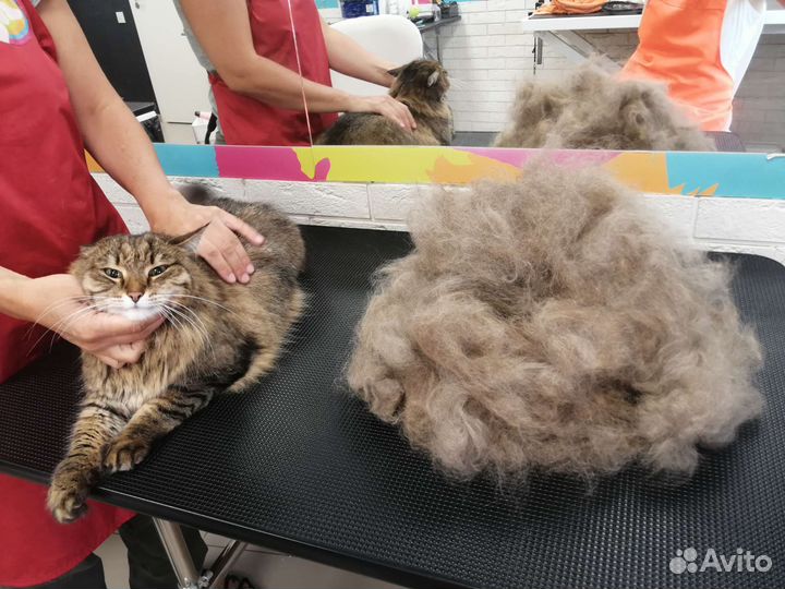 Груминг кошек с выездом