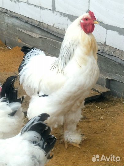 Петухи Брама Колумбийская