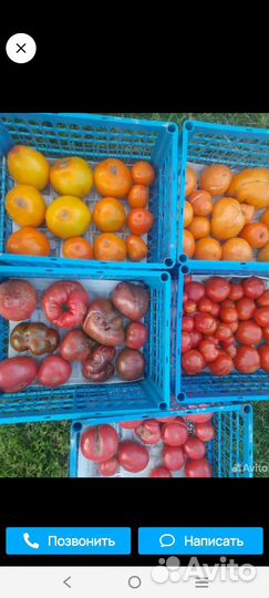 Помидоры домашние