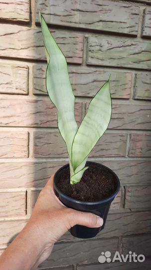 Сансевиерия муншайн, лауренти