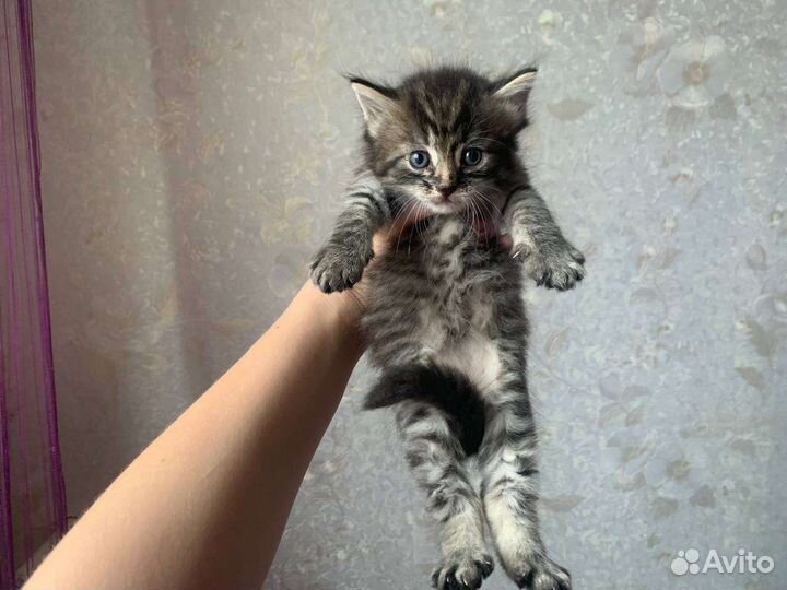 Отдам в добрые руки котят