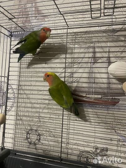 Попугай неразлучники