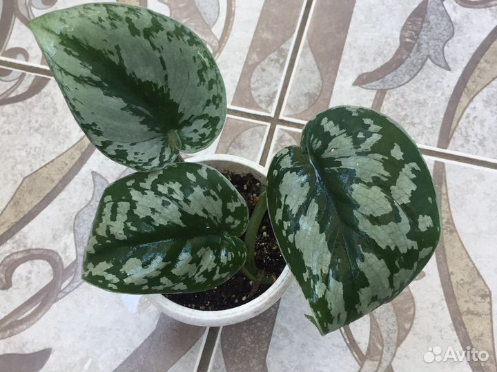 Сциндапус Пиктус