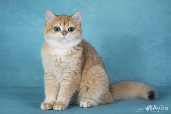 Британская кошка, золотая шиншилла