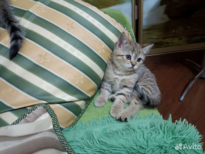 Шотландская