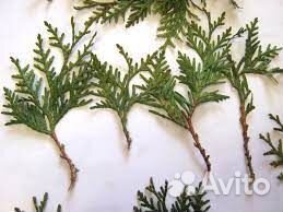 Черенки хвойных сортовых растений