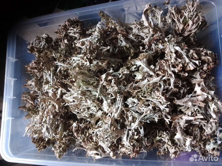 Исландский мох, центария