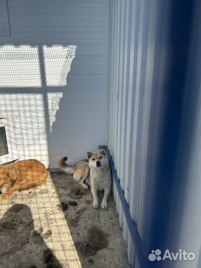 Метис Сибу ину в отлове. Нужен дом