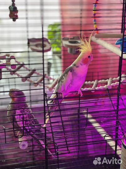 Попугай корелла