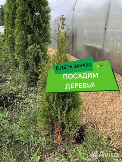 Туя Колумна