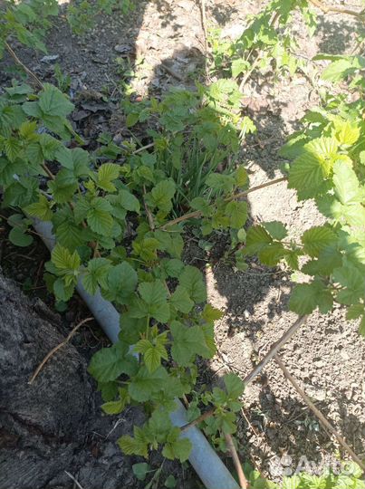 Саженцы ремонтантной малины