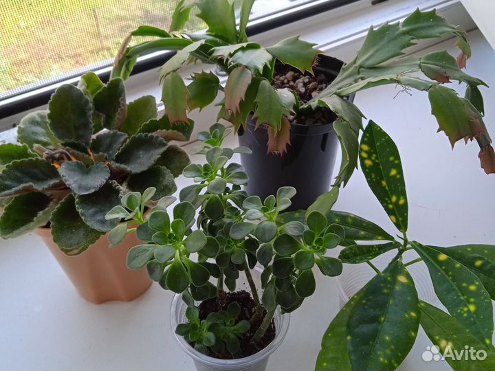 Комнатные растения