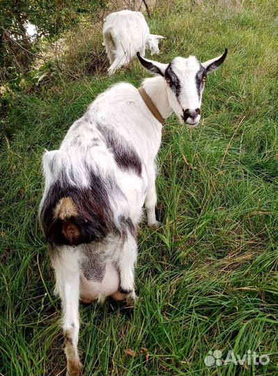 Коза дойная