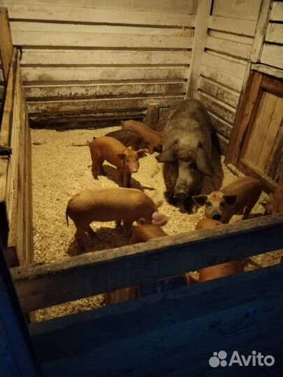 Поросята кармал