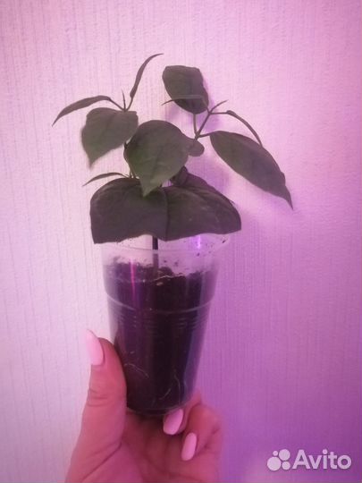 Клеродендрум томпсон