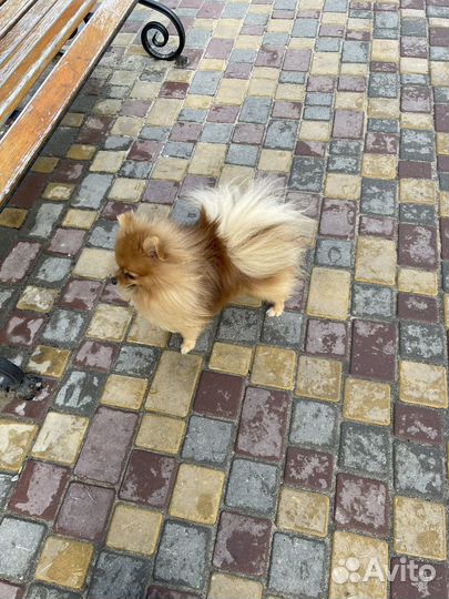 Вязка мини шпиц