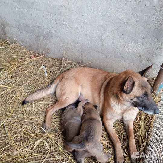 Бельгийская овчарка малинуа