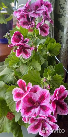 Пеларгония герань сортовая королевская