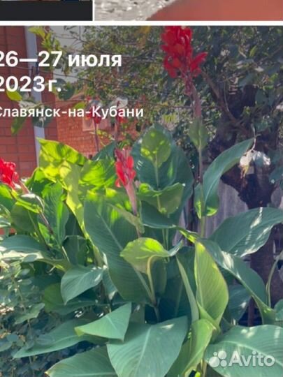 Клубни канны