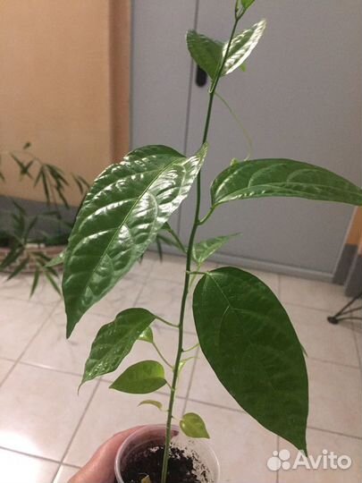 Экзотические растения