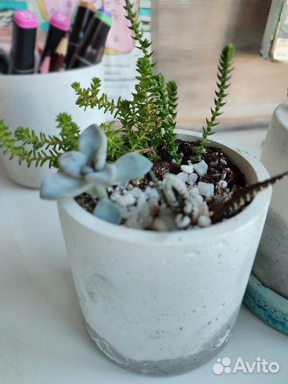 Флорариум суккуленты