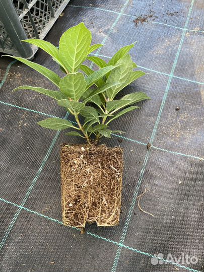 Гортензия Полистар