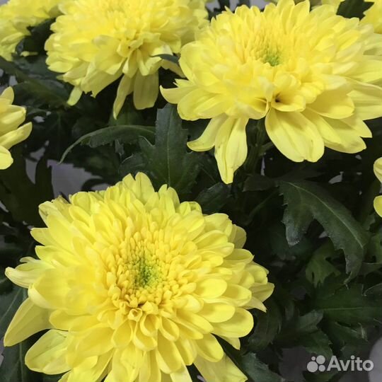 Саженцы Хризантемы 11 сортов в горшке 9*9 доставка