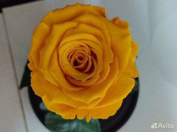 Живая роза в колбе