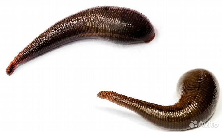 Пиявка медицинская