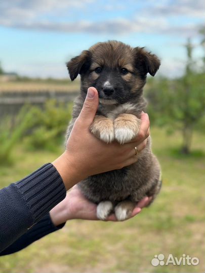 Щенки в добрые руки даром