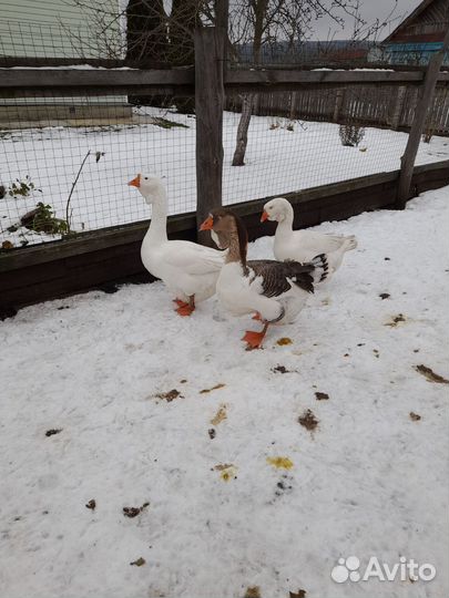 Мускусные утки тяжелые линии