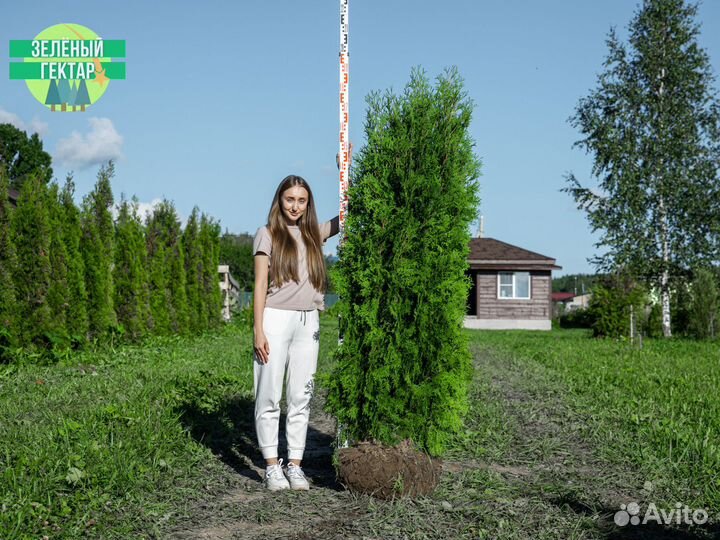 Туи колумна 200 см свежая копка 2023