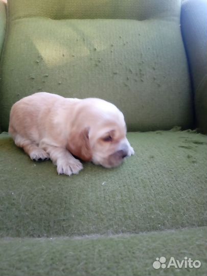 Кокер спаниель