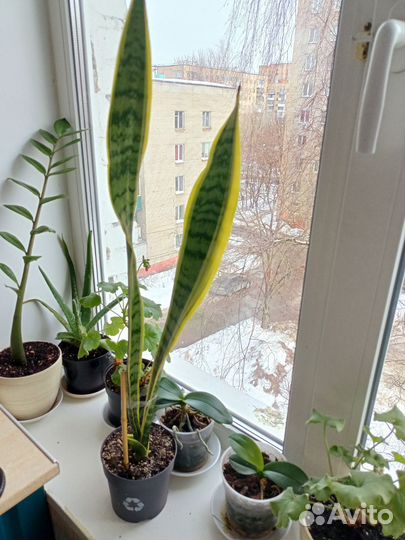 Сансевиерия Лауренти/ щучий хвост/ тёщин язык