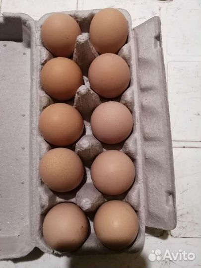 Инкубационные яйца