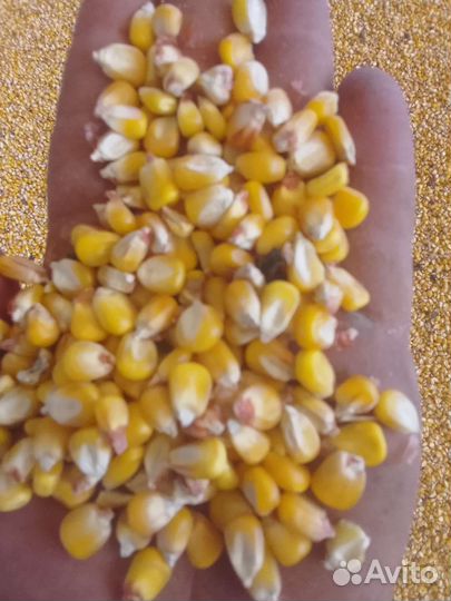 Кукуруза фураж доставка возможна