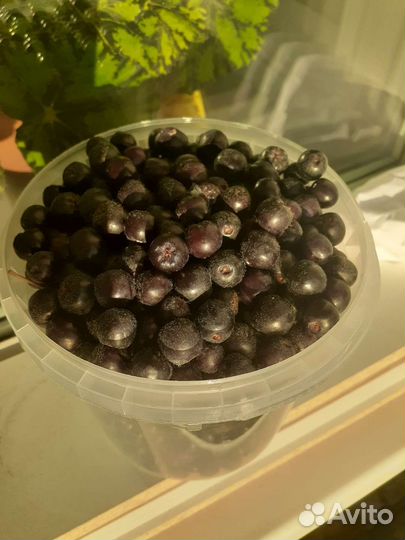 Черноплодная рябина, Боярышник- доставка