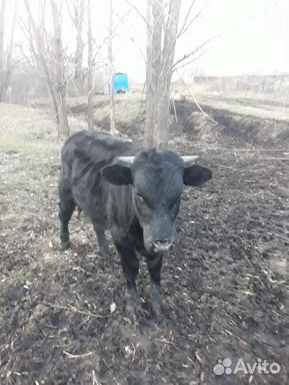 Телята бычки