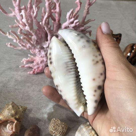 Декор для аквариума