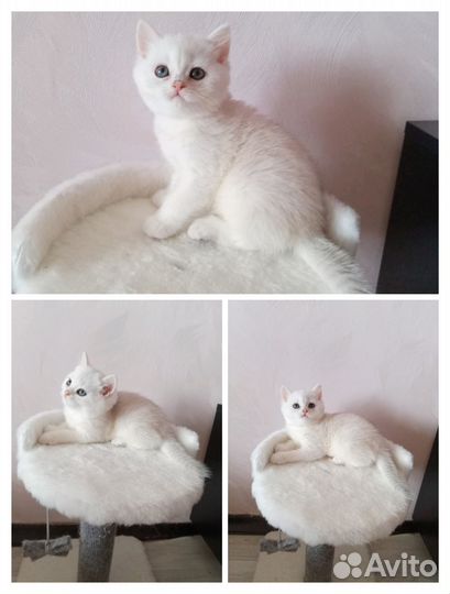 Скоттиш страйт