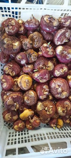 Гладиолусы луковицы