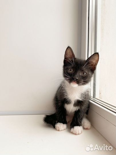 Котята воспитанные