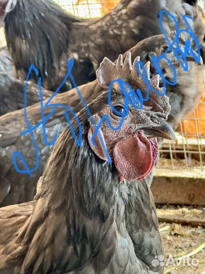 Курочки с цветным яйцом