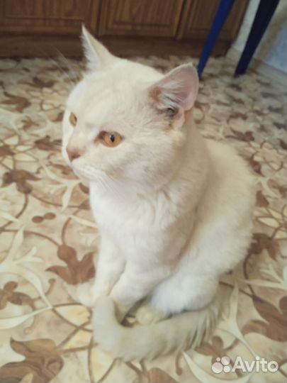 Отдаю кота,3 года